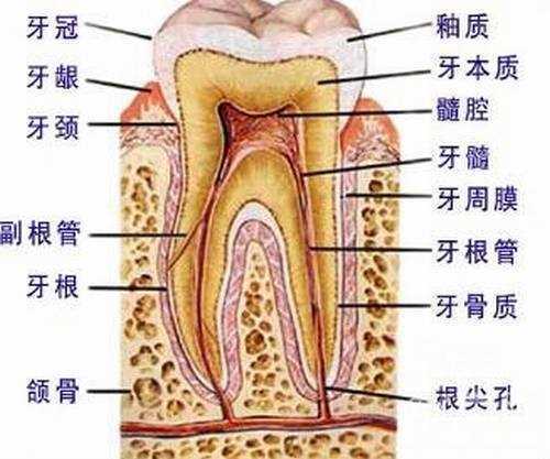 牙齿矫正手术介绍牙齿矫正案例图