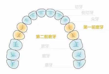 牙齿矫正为什么要拔牙?解答