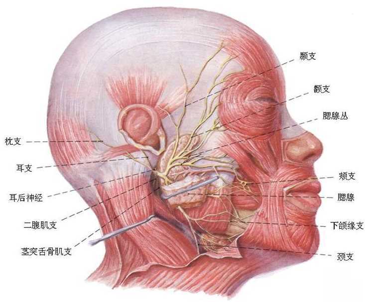 削骨手术如何避免后遗症 削骨手术介绍