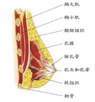 隆胸 胸部整形介绍！