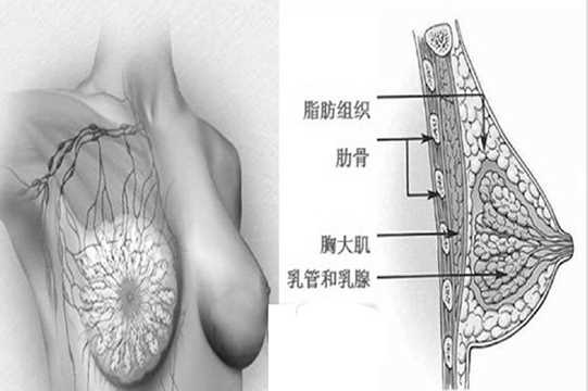 隆胸 胸部整形介绍！