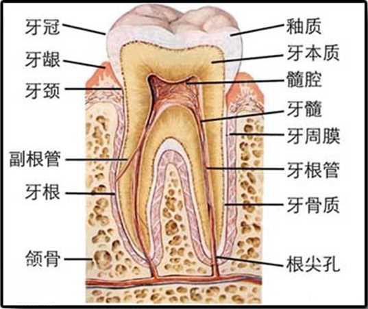 洗牙/洁牙超声波洁牙/喷砂洁牙区别以及价格