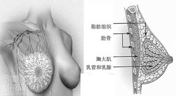 乳房的构成 常见的隆胸手术有哪些？