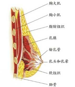 乳房的构成 常见的隆胸手术有哪些？