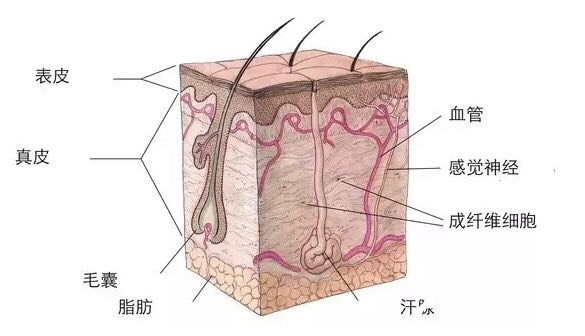 关于“脱毛”你该知道的那些事~注意事项