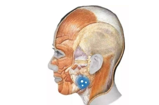 如何判断自己脸肥胖是否是咬肌作祟呢？注射瘦脸注射瘦脸
