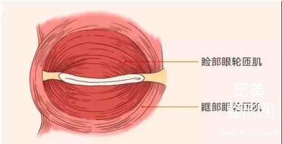 泪沟填充玻尿酸、脂肪胶、胶原蛋白、眶隔脂肪释放哪种好？价格是多少