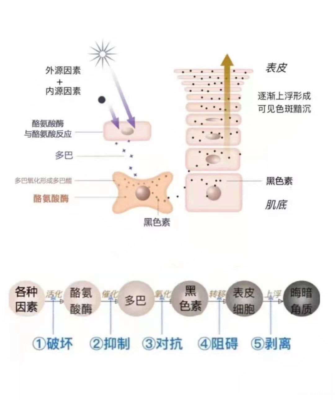 祛黄褐斑的方法*全解答!有黄褐斑困扰的姐妹进来看!